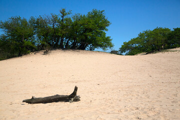 Small sanddrift in Loonse en Drunense Duinen nationlal park, North Brabant, Netherlands