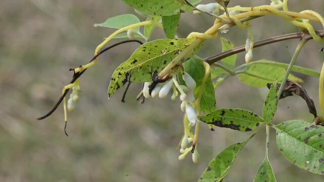 Cuscuta or Dodder flower. It is a genus of over species of yellow, orange or red parasitic plants. Its identified by its thin stems appearing leafless, with the&nbsp;leaves&nbsp;reduced to minute scales.Amarbel