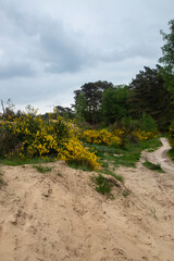 Flowering Common Broom (Cytisus scoparius) in valley of Loonse en Drunense Duinen National Park, North Brabant, Netherlands