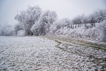 Winter landscape with white hoarfrost on tree, shrub, meadow and orchard, Lestkov.