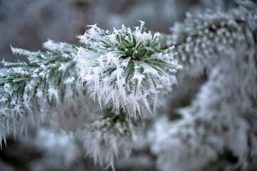 White hoarfrost on green pine tree branch in winter day.