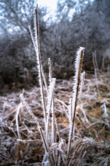 Fototapeta premium Spiked hoarfrost crystals on dried grass .