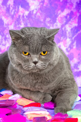 Fashion portrait of a blue british shorthair cat lying on the bags of paints against a colorful abstract background. Vertical photo