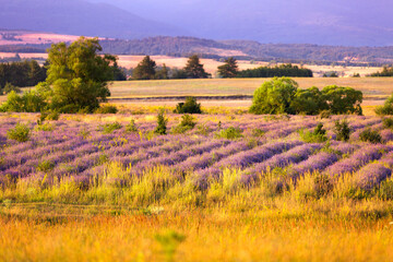 Naklejka premium Sunset Lavender Field in the summer