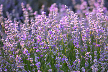 Sunset Lavender Field close-up in the summer