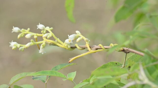 Cuscuta or Dodder flower. It is a genus of over species of yellow, orange or red parasitic plants. Its identified by its thin stems appearing leafless, with the&nbsp;leaves&nbsp;reduced to minute scales.Amarbel