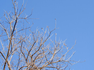 Leafless or has fallen leaves Blue sky background and copy space
