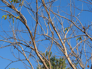 Leafless or has fallen leaves Blue sky background and copy space