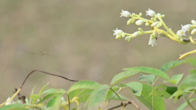 Cuscuta or Dodder flower. It is a genus of over species of yellow, orange or red parasitic plants. Its identified by its thin stems appearing leafless, with the&nbsp;leaves&nbsp;reduced to minute scales.Amarbel