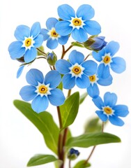Display of stunning blue forget me nots with yellow centers and green leaves standing out against a pristine white background