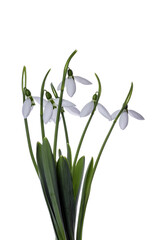 snowdrops