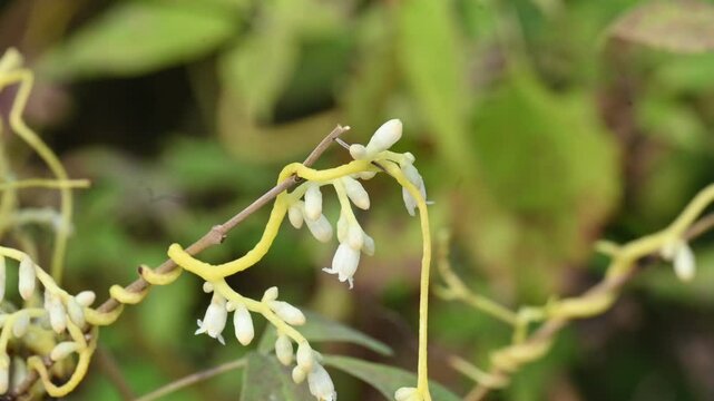Cuscuta or Dodder flower. It is a genus of over species of yellow, orange or red parasitic plants. Its identified by its thin stems appearing leafless, with the&nbsp;leaves&nbsp;reduced to minute scales.Amarbel
