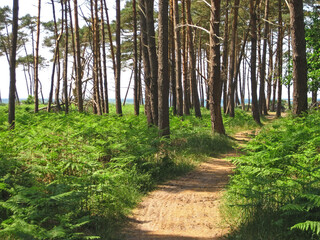 wanderweg durch den mit Kiefern bestandenen Küstenwald an der Halbinsel Fischland zingst Darß