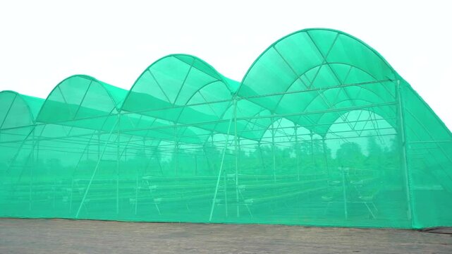 hydroponic farming setup where leafy green vegetables, likely lettuce, are being cultivated in rows