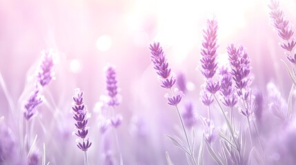 Naklejka premium field of lavender flowers