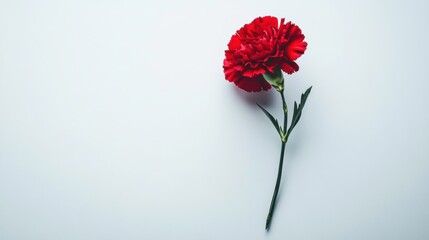 Obraz premium A single red carnation flower with a green stem set against a plain white background