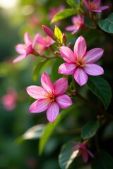 Pink variegated Trachelospermum asiaticum blooms on trellis, flower, jasmine, garden