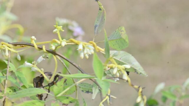 Cuscuta or Dodder flower. It is a genus of over species of yellow, orange or red parasitic plants. Its identified by its thin stems appearing leafless, with the&nbsp;leaves&nbsp;reduced to minute scales.Amarbel