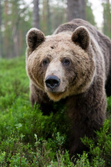 Brown bear approaching in the forest