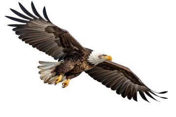 Naklejka premium Bald eagle animal flying bird.
