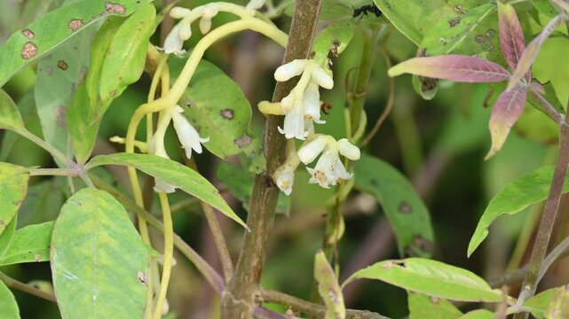 Cuscuta or Dodder flower. It is a genus of over species of yellow, orange or red parasitic plants. Its identified by its thin stems appearing leafless, with the&nbsp;leaves&nbsp;reduced to minute scales.Amarbel