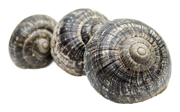 PNG Three patterned sea shells arranged in a row