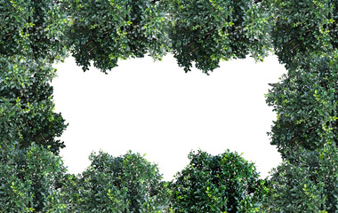 Vibrant frame of green garden grass bushes Isolated with copy space in the middle 