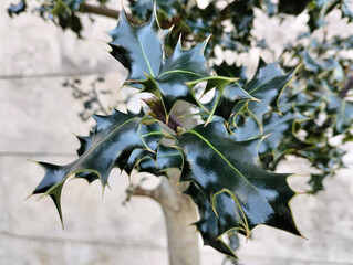 Evergreen Holly Tree Spiky Leaves of Ilex Aquifolium or Ilex Opaca for Christmas Wreaths