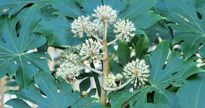 white flowers and green leaves of Japanese aralia growing in a park