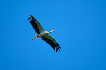 Amazing white stork ,, Ciconia ciconia,, in its natural environment in summer day, Marchegg, Austria