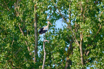 Amazing white stork ,, Ciconia ciconia,, in its natural environment in summer day, Marchegg, Austria