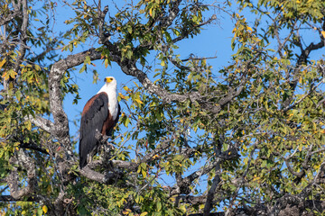 Telephoto shot of an African Fish Eagle - Haliaeetus vocifer- sitting in a tree in Chobe national park, Botswana.