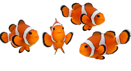 A group of three clownfish arranged naturally, showing varying angles and positions