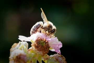 Bee collecting nectar from a flower