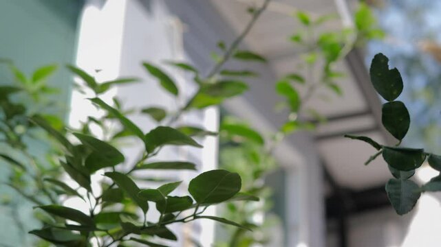 The gardener uses large scissor to cut and pruning the tree 