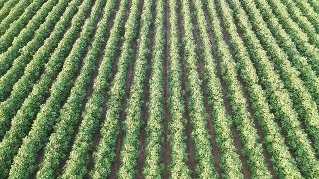 Expansive Agricultural Crop Fields