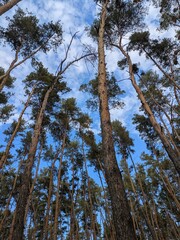 Pine trees in the forest