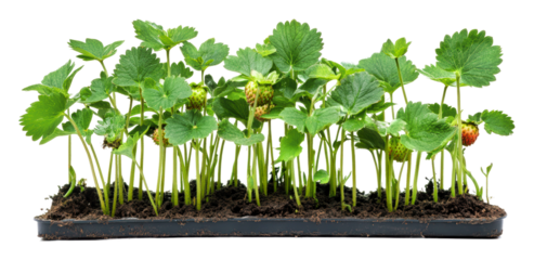PNG Strawberry seedlings growing in garden tray