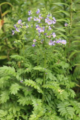 Fototapeta premium bylina Wielosił błękitny Polemonium caeruleum