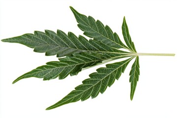 Obraz premium Cannabis Leaf Isolated On White Background.