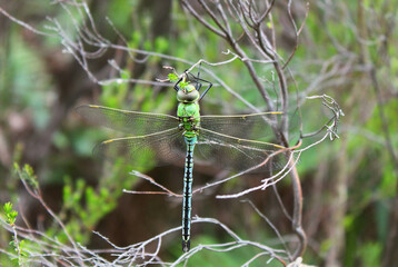 Anax imperator