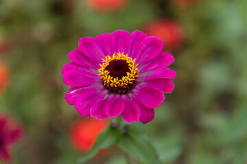 close-up of the zinnia flower in autumn