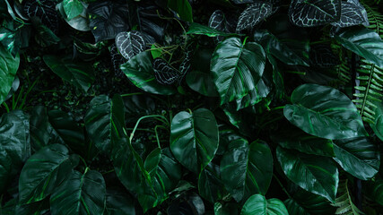 Full Frame of Green Leaves Pattern Background, Nature Lush Foliage Leaf Texture, tropical leaf.