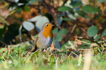 Fototapeta premium European robin standing on the green grass close-up