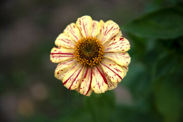 close-up of the zinnia flower in autumn