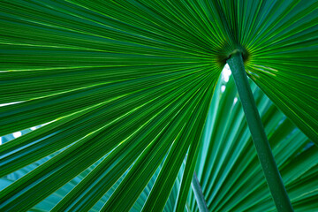 Fototapeta premium abstract palm leaf textures on dark blue tone, natural green background.