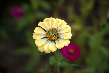 close-up of the zinnia flower in autumn