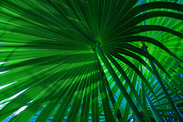 abstract palm leaf textures on dark blue tone, natural green background.