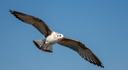 Obraz premium Seagull soaring gracefully against a clear blue sky