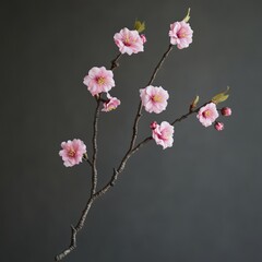 Obraz premium Blooming cherry blossom branches studio setting floral dark background close-up view nature's beauty in an artistic display